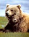 Grizzly-Bear--C10001399.jpg