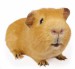 guinea-pig-01.jpg