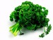 parsley1.jpg